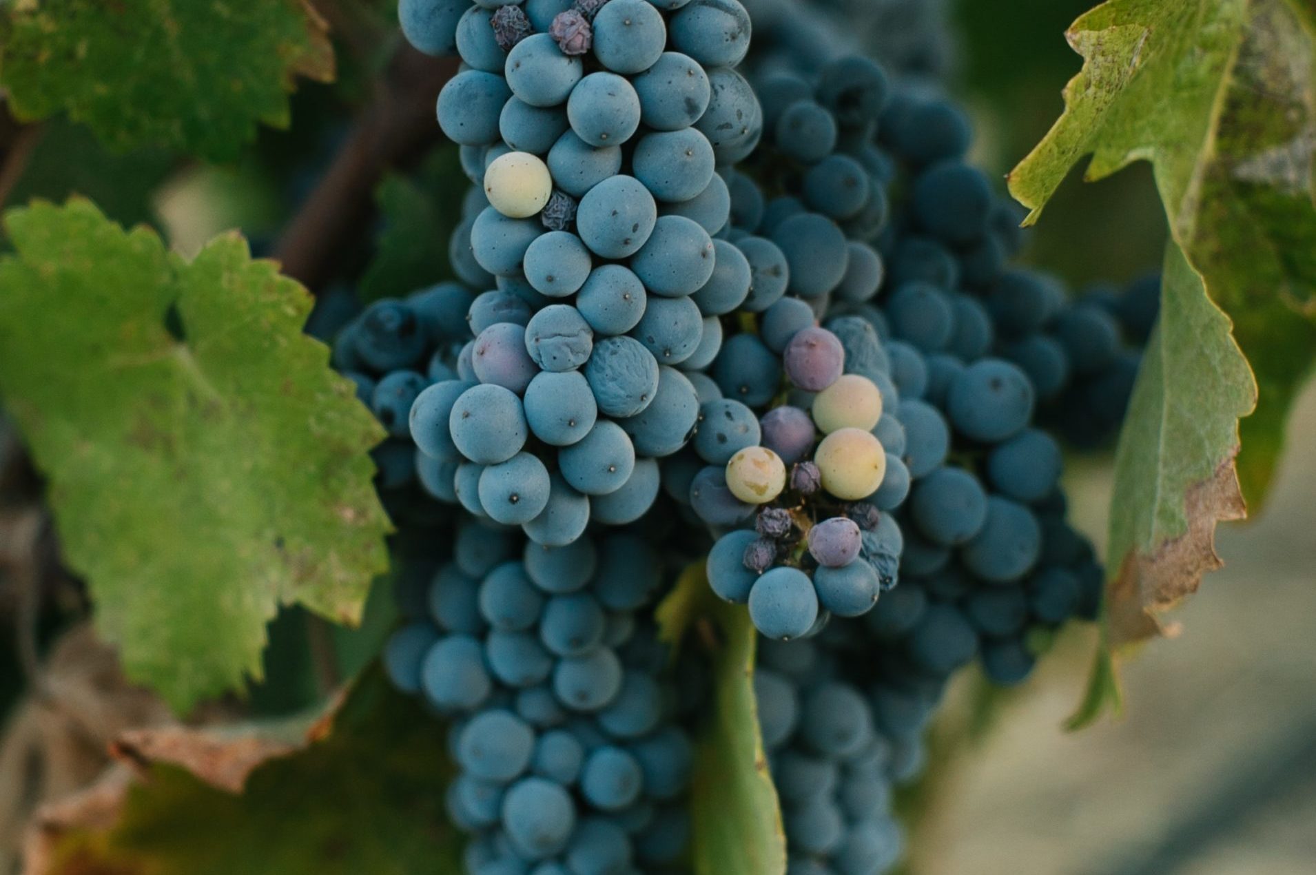 cropped-wine2-scaled-2.jpg