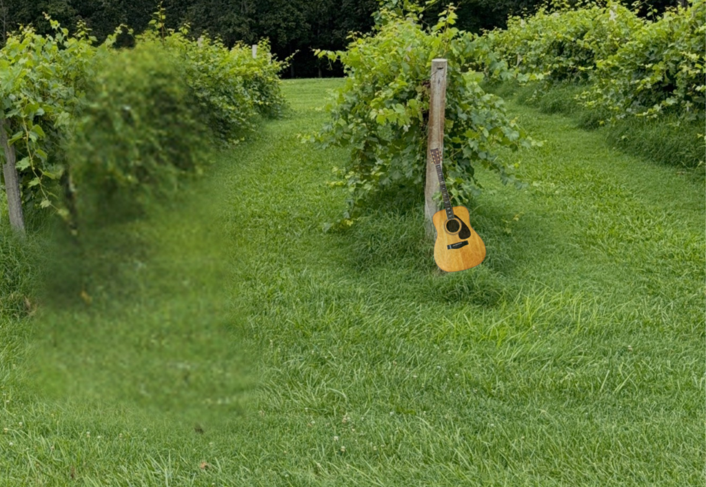 Guitar in the Vines at Villa Antonio Winery
