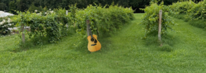 Guitar in the vines at Villa Antonio Winery
